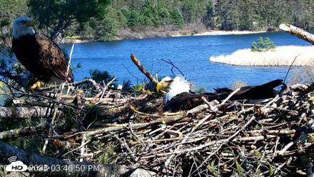 VINS Bald Eagles Nest Live Cams - Apr 23, 2026, 3:47pm EDT