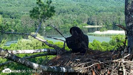 VINS Bald Eagles Nest Live Cams - Jul 1, 2026, 5:16pm EDT