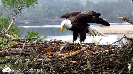 VINS Bald Eagles Nest Live Cams - Apr 30, 2026, 4:33pm EDT