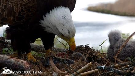 VINS Bald Eagles Nest Live Cams - May 12, 2026, 10:01am EDT