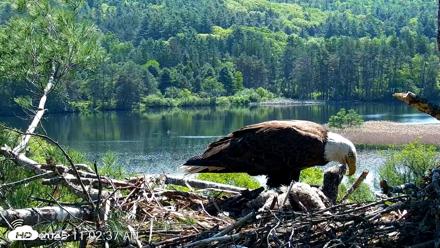 VINS Bald Eagles Nest Live Cams - May 26, 2026, 11:03am EDT