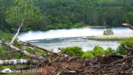 VINS Bald Eagles Nest Live Cams - Jun 15, 2026, 2:04pm EDT