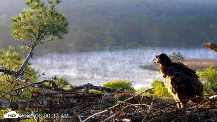 VINS Bald Eagles Nest Live Cams - Jun 2, 2026, 6:01am EDT