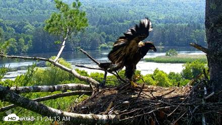 VINS Bald Eagles Nest Live Cams - Jun 30, 2026, 11:25am EDT