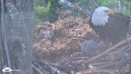 VINS Bald Eagles Nest Live Cams - May 5, 2026, 3:08pm EDT