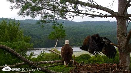 VINS Bald Eagles Nest Live Cams - Jul 21, 2026, 10:36am EDT