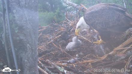 VINS Bald Eagles Nest Live Cams - May 5, 2026, 5:16pm EDT