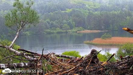 VINS Bald Eagles Nest Live Cams - May 25, 2026, 9:10am EDT