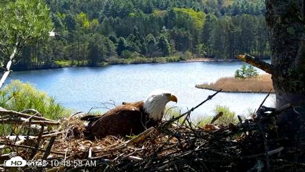 VINS Bald Eagles Nest Live Cams - May 7, 2026, 10:49am EDT