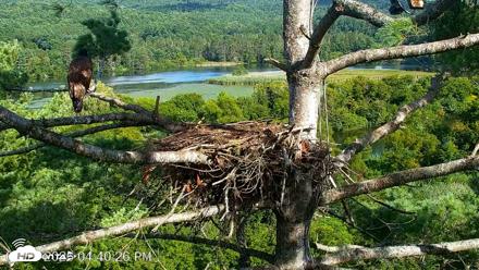 VINS Bald Eagles Nest Live Cams - Aug 17, 2026, 4:41pm EDT