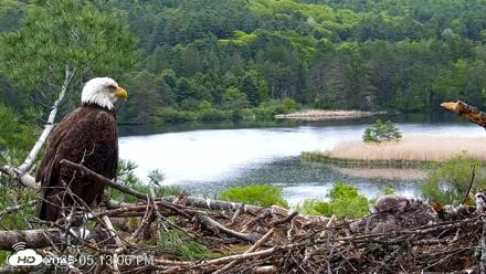 VINS Bald Eagles Nest Live Cams - May 23, 2026, 5:13pm EDT