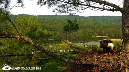 VINS Bald Eagles Nest Live Cams - Jul 5, 2026, 5:54pm EDT