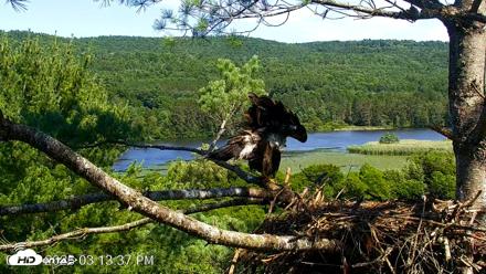 VINS Bald Eagles Nest Live Cams - Jul 17, 2026, 3:14pm EDT