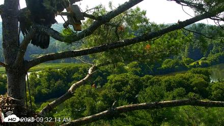 VINS Bald Eagles Nest Live Cams - Jul 26, 2026, 9:32am EDT