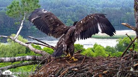 VINS Bald Eagles Nest Live Cams - Jun 26, 2026, 10:51am EDT