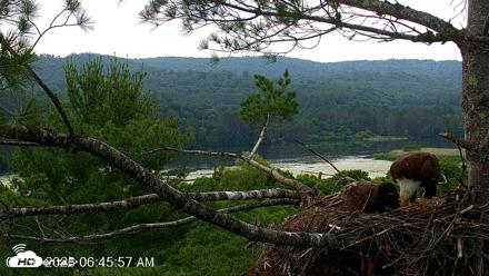 VINS Bald Eagles Nest Live Cams - Jul 6, 2026, 6:46am EDT