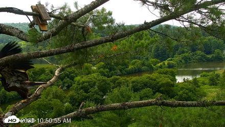 VINS Bald Eagles Nest Live Cams - Jul 22, 2026, 10:52am EDT