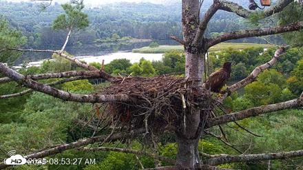 VINS Bald Eagles Nest Live Cams - Aug 18, 2026, 8:54am EDT