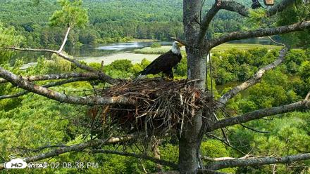 VINS Bald Eagles Nest Live Cams - Aug 10, 2026, 2:09pm EDT