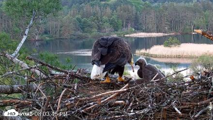 VINS Bald Eagles Nest Live Cams - May 18, 2026, 8:04pm EDT