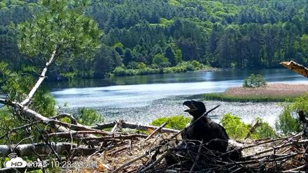 VINS Bald Eagles Nest Live Cams - Jun 2, 2026, 10:29am EDT