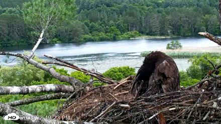 VINS Bald Eagles Nest Live Cams - Jun 23, 2026, 2:49pm EDT