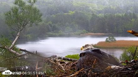 VINS Bald Eagles Nest Live Cams - May 24, 2026, 4:32pm EDT