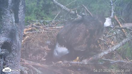 VINS Bald Eagles Nest Live Cams - Apr 27, 2026, 10:44am EDT