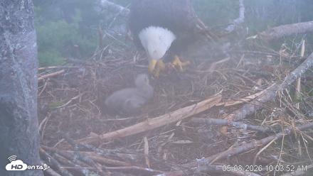 VINS Bald Eagles Nest Live Cams - May 8, 2026, 10:04am EDT