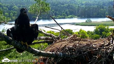 VINS Bald Eagles Nest Live Cams - Jul 3, 2026, 10:18am EDT