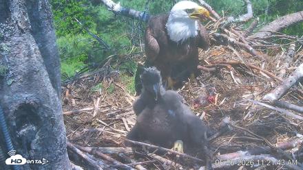 VINS Bald Eagles Nest Live Cams - May 26, 2026, 11:22am EDT