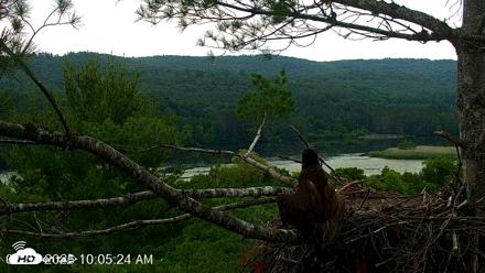 VINS Bald Eagles Nest Live Cams - Jul 4, 2026, 10:06am EDT