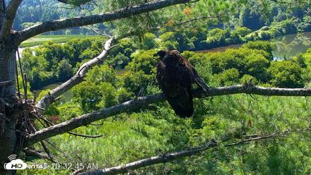 VINS Bald Eagles Nest Live Cams - Jul 24, 2026, 10:33am EDT