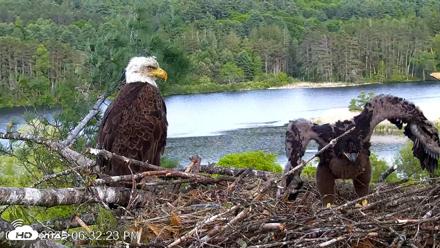 VINS Bald Eagles Nest Live Cams - Jun 2, 2026, 6:33pm EDT