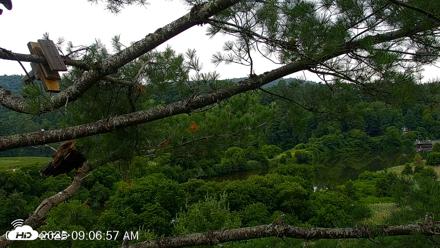 VINS Bald Eagles Nest Live Cams - Jul 18, 2026, 9:07am EDT