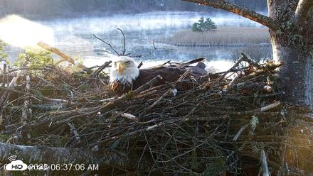 VINS Bald Eagles Nest Live Cams - Apr 21, 2026, 6:37am EDT