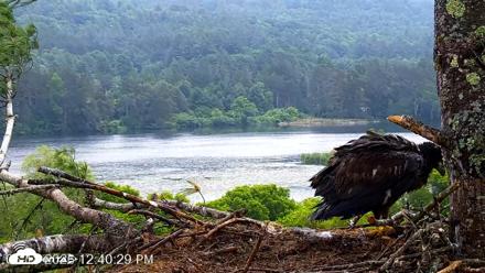 VINS Bald Eagles Nest Live Cams - Jun 18, 2026, 12:42pm EDT