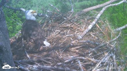 VINS Bald Eagles Nest Live Cams - May 27, 2026, 11:55am EDT
