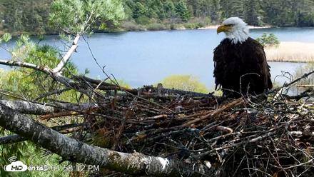 VINS Bald Eagles Nest Live Cams - May 10, 2026, 1:59pm EDT
