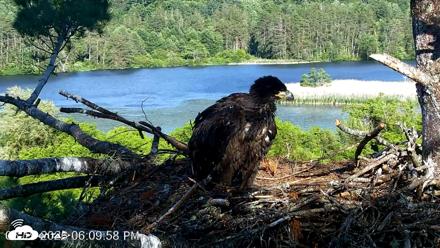 VINS Bald Eagles Nest Live Cams - Jun 19, 2026, 6:10pm EDT