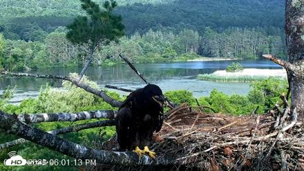 VINS Bald Eagles Nest Live Cams - Jul 2, 2026, 6:01pm EDT