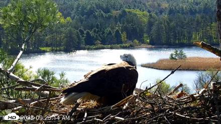 VINS Bald Eagles Nest Live Cams - May 7, 2026, 9:23am EDT