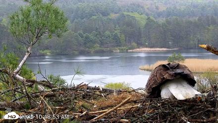 VINS Bald Eagles Nest Live Cams - May 13, 2026, 10:49am EDT