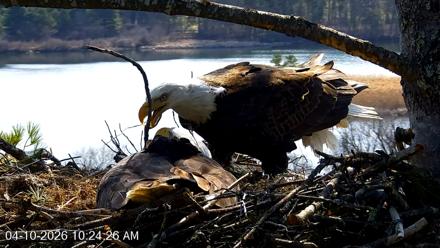 VINS Bald Eagles Nest Live Cams - Apr 10, 2026, 10:25am EDT