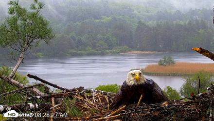VINS Bald Eagles Nest Live Cams - May 24, 2026, 8:29am EDT