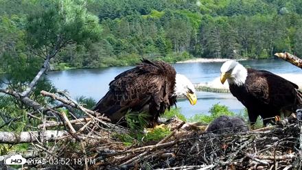 VINS Bald Eagles Nest Live Cams - May 21, 2026, 3:53pm EDT