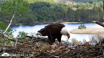 VINS Bald Eagles Nest Live Cams - May 4, 2026, 1:49pm EDT