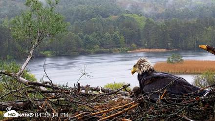 VINS Bald Eagles Nest Live Cams - May 14, 2026, 4:39pm EDT