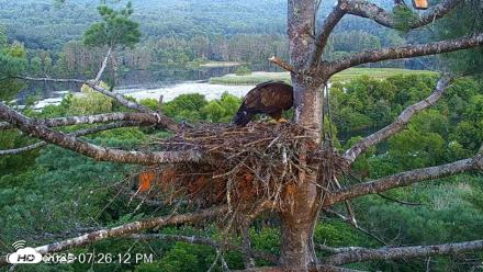 VINS Bald Eagles Nest Live Cams - Jul 26, 2026, 7:27pm EDT