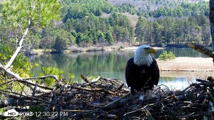 VINS Bald Eagles Nest Live Cams - Apr 27, 2026, 12:31pm EDT